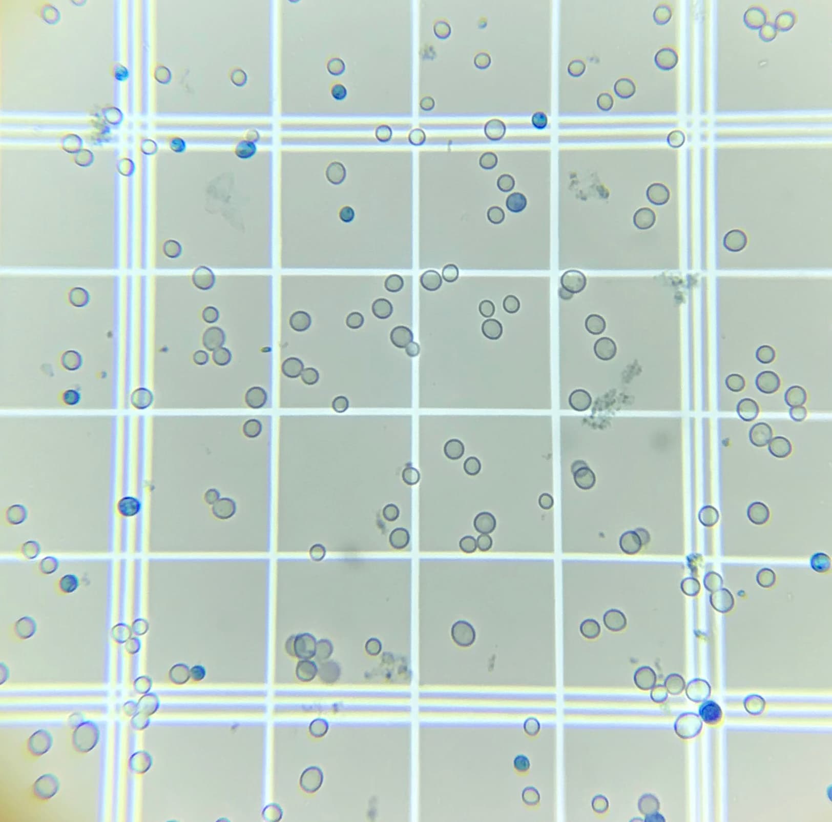 Photo from an Imperial Yeast production facility.