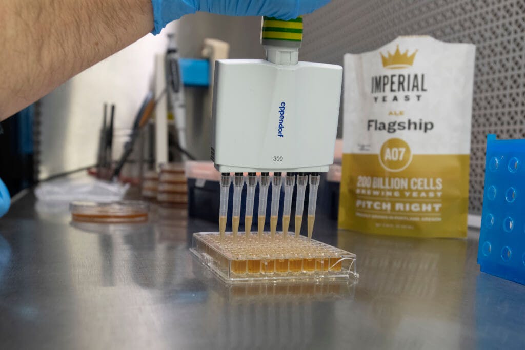 Test tubes and pipettes being used in a yeast laboratory.