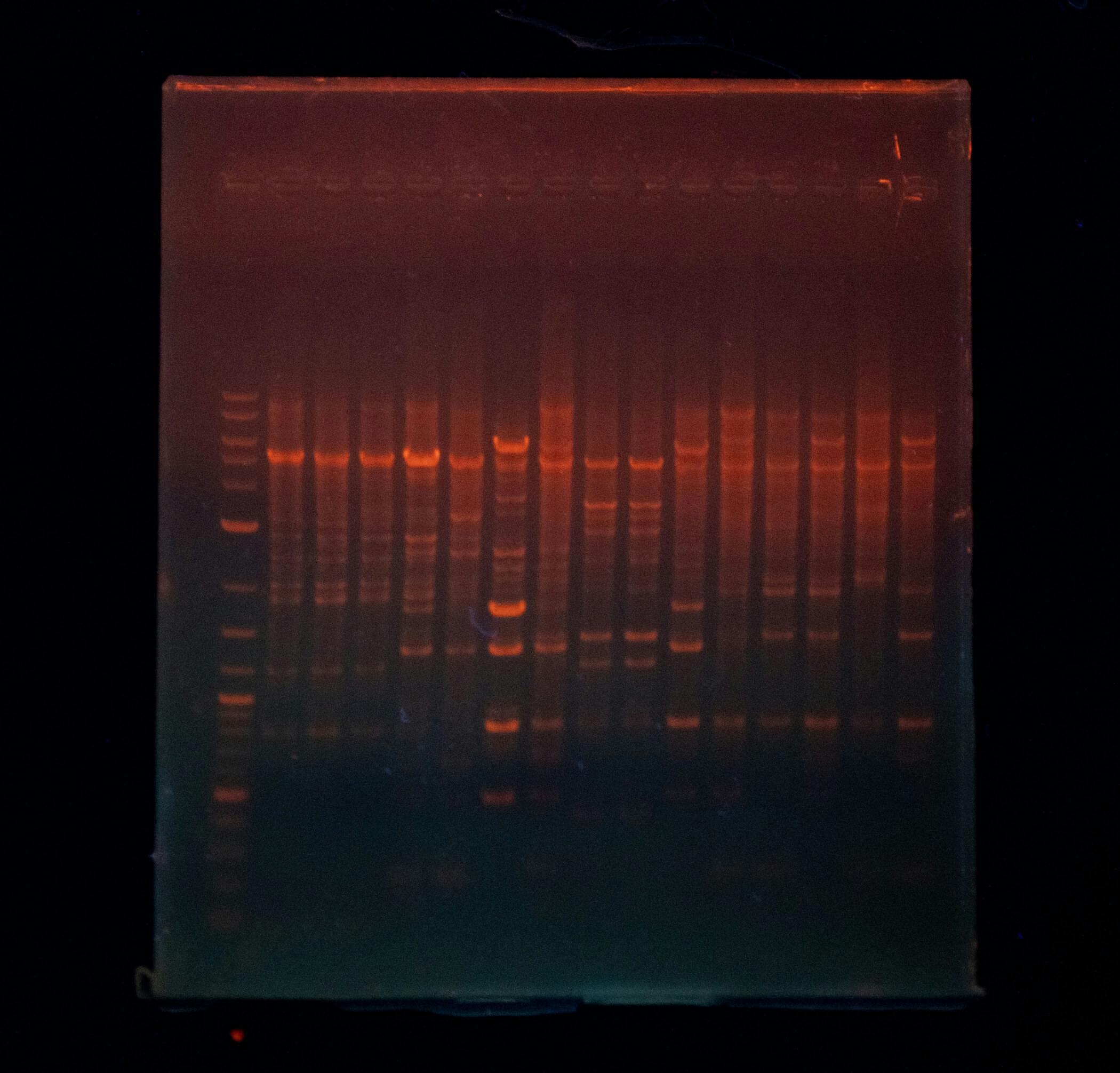 Image of a lab reading.